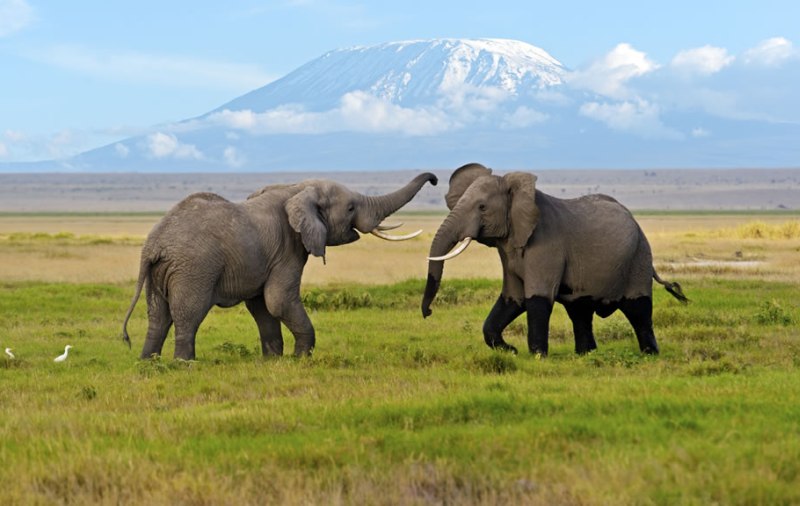 12 Days Discover Kenya Safari: A Magical Journey Through Kenya’s Beauty.