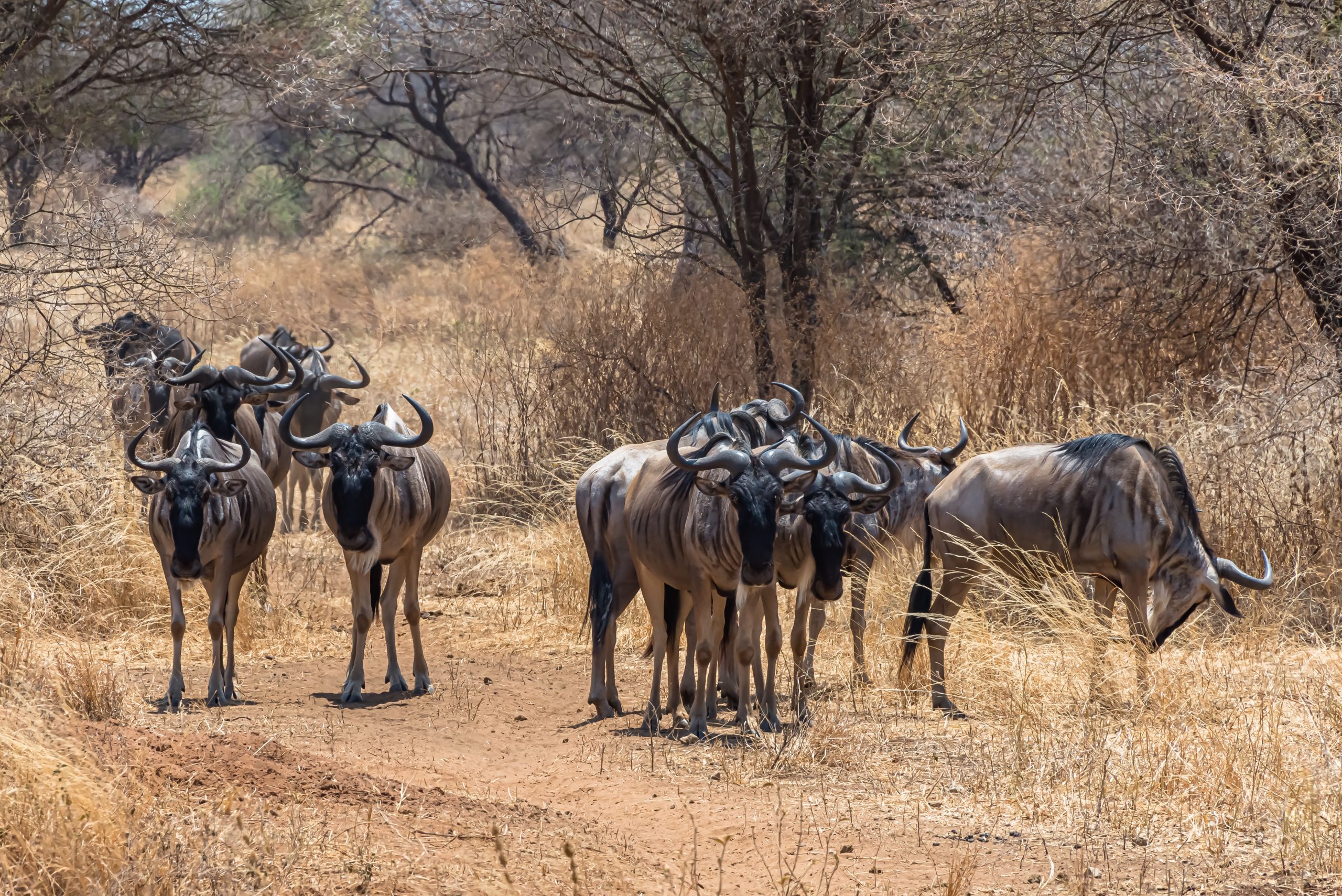 2 nights / 3 days Maasai mara