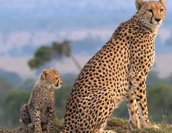 8 Days Kenya, Tanzania: Combined Kenya and Tanzania Safari