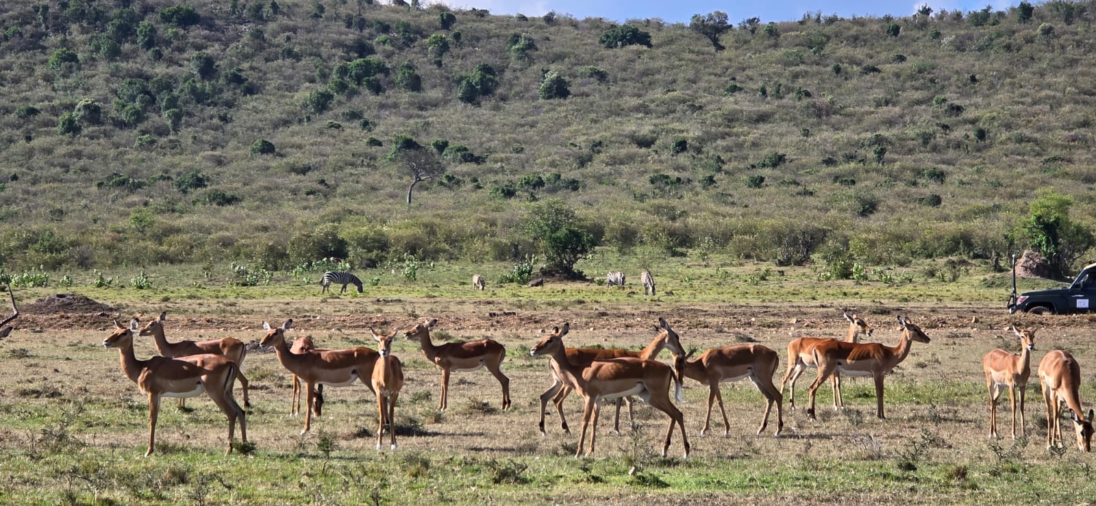 6 Days Wonderful Kenya (Nairobi, Maasai Mara, Lake Nakuru, Amboseli)