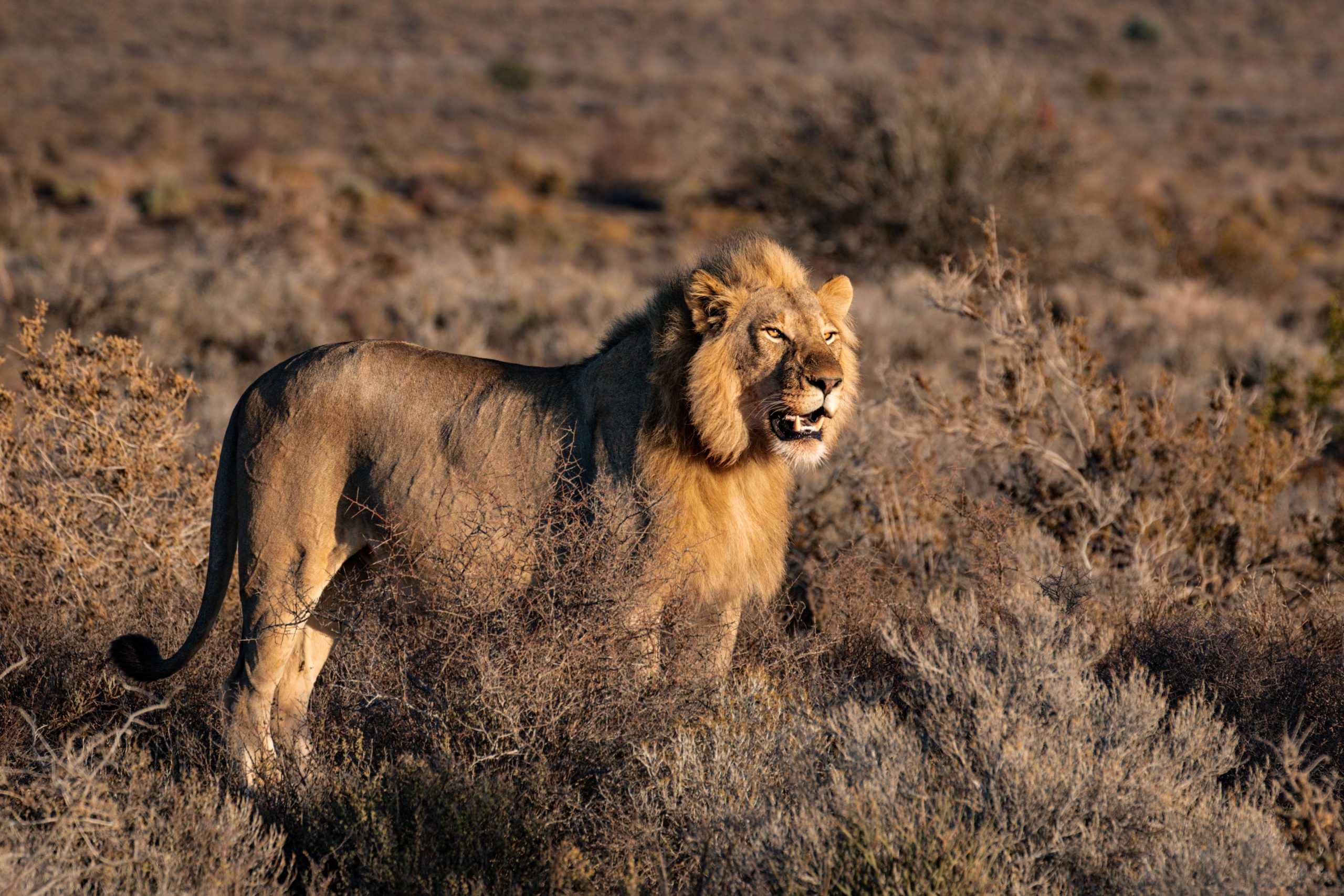 12 Days Discover Kenya Safari: A Magical Journey Through Kenya’s Beauty.