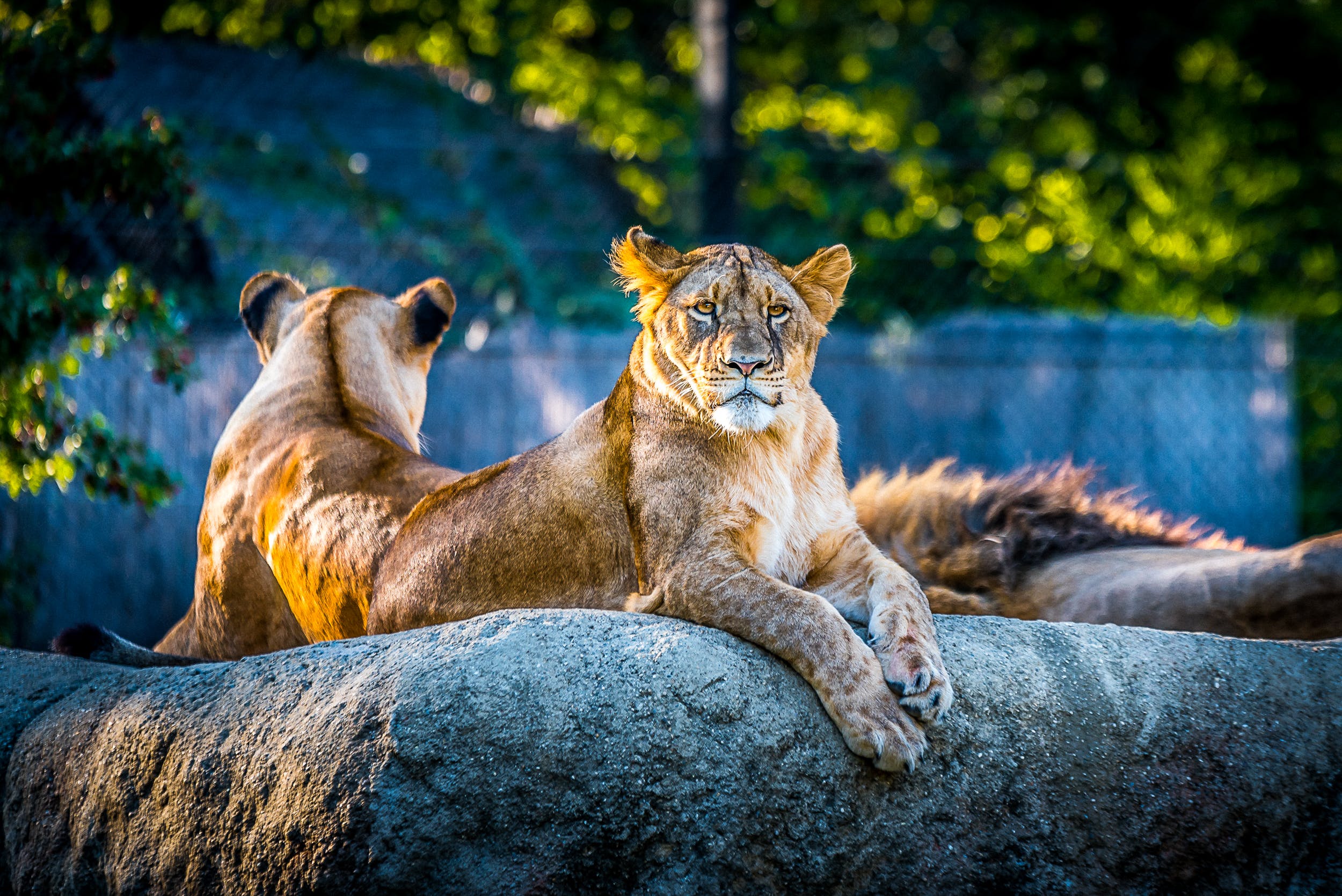 10 Days 9 Nights: Kenya & Tanzania Safari – Nairobi, Lake Nakuru, Masai Mara, Serengeti, Ngorongoro, Tarangire, Amboseli, Nairobi