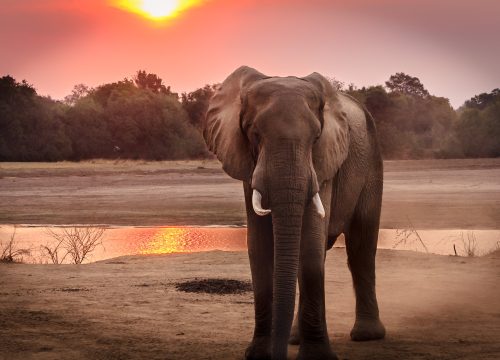 4 days 3 Nights Masai Mara, Lake Naivasha Lodge Accomodation