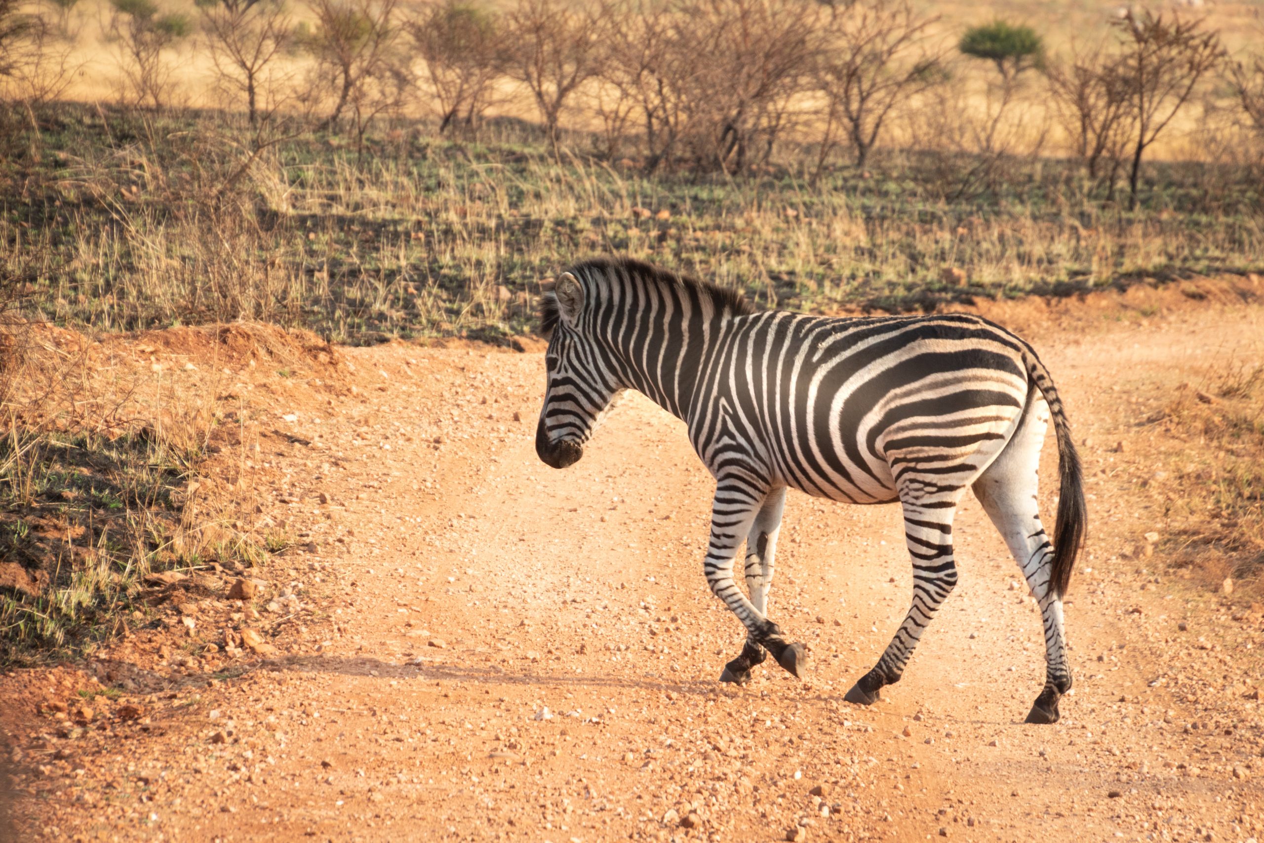 15 Days / 14 Nights Customized Kenyas Majestic Safari