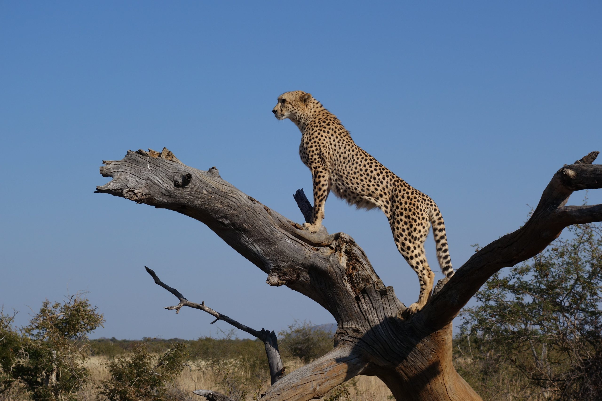 14 Days and 13 Nights of Adventure: Experience the Best Kenya Safari