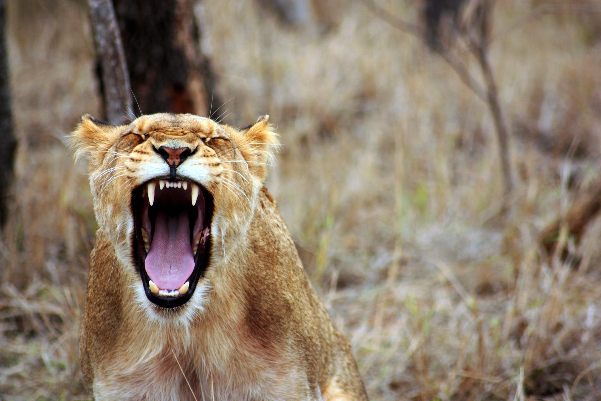 5 Days Masai Mara, Nakuru & Naivasha Budget Safari Package